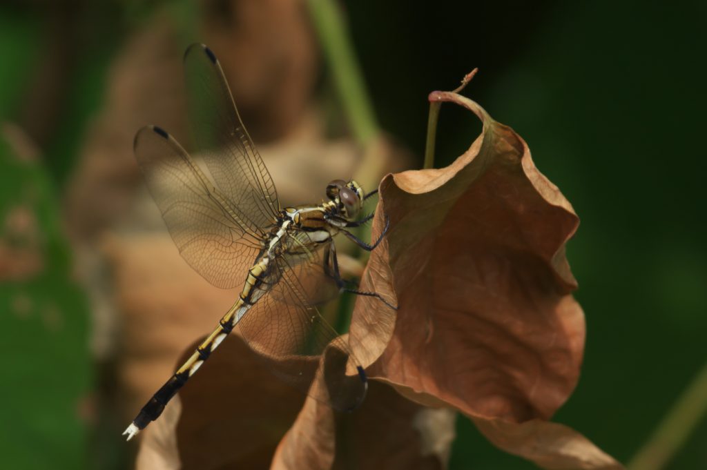 IMGP8820