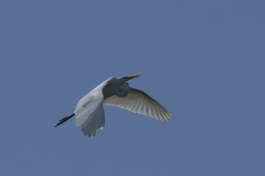 IMGP8860