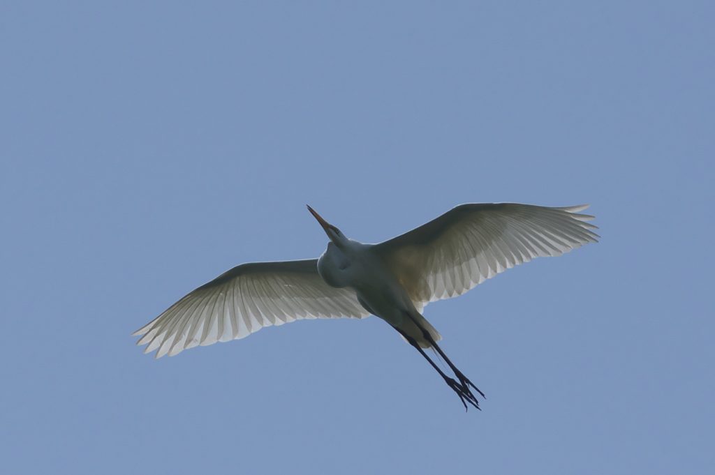 IMGP8869