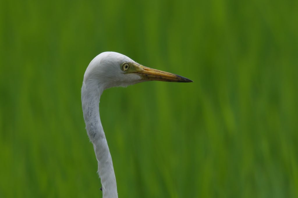 IMGP9079