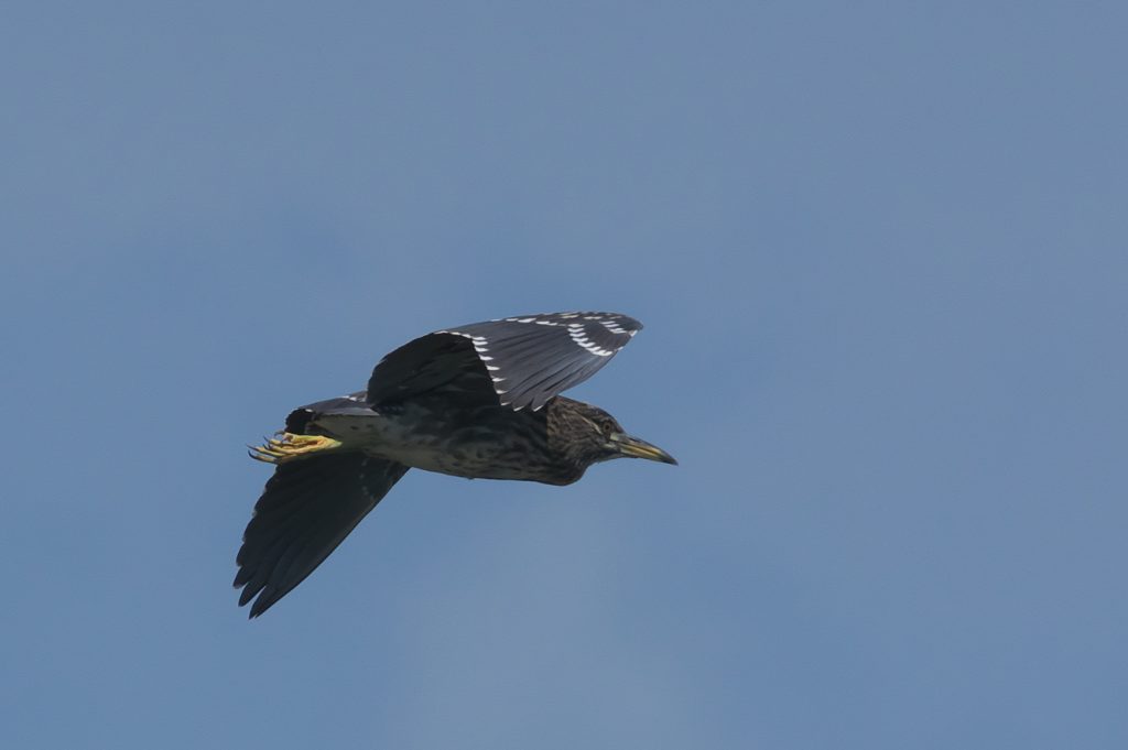 IMGP9481