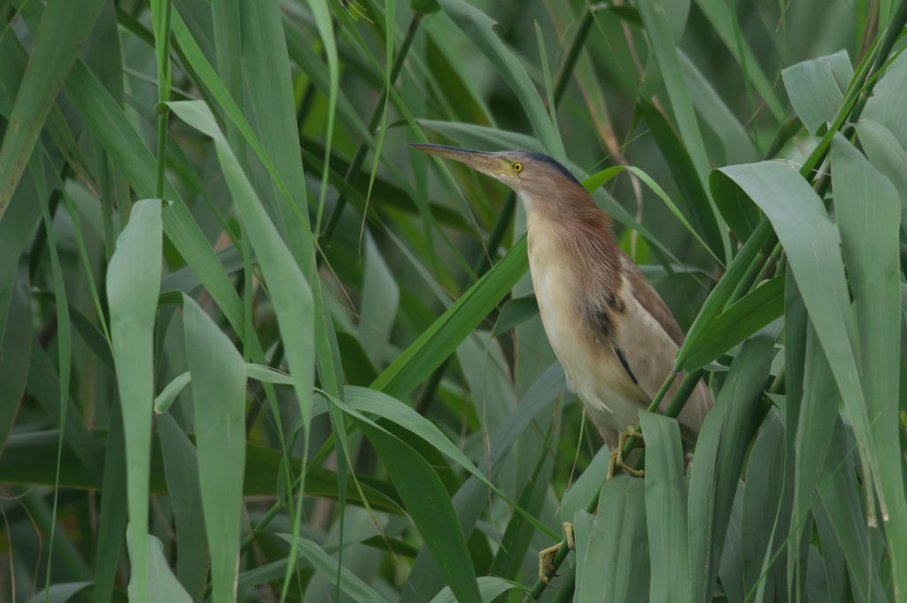 IMGP9766