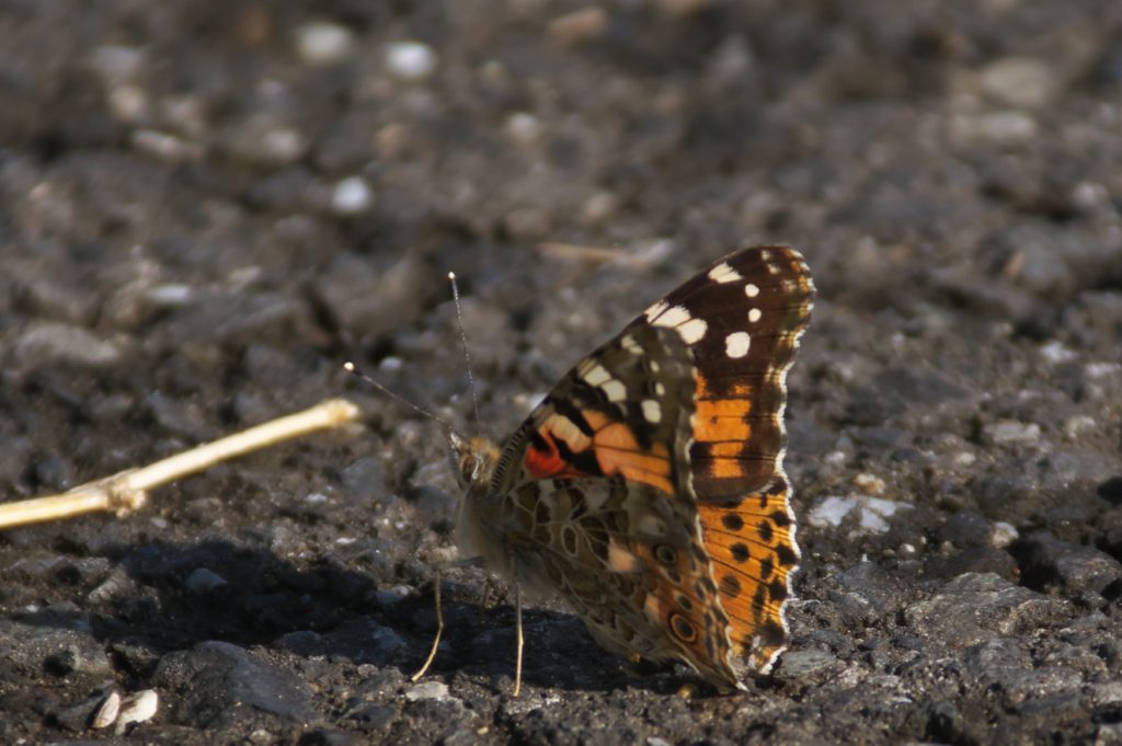 imgp3839