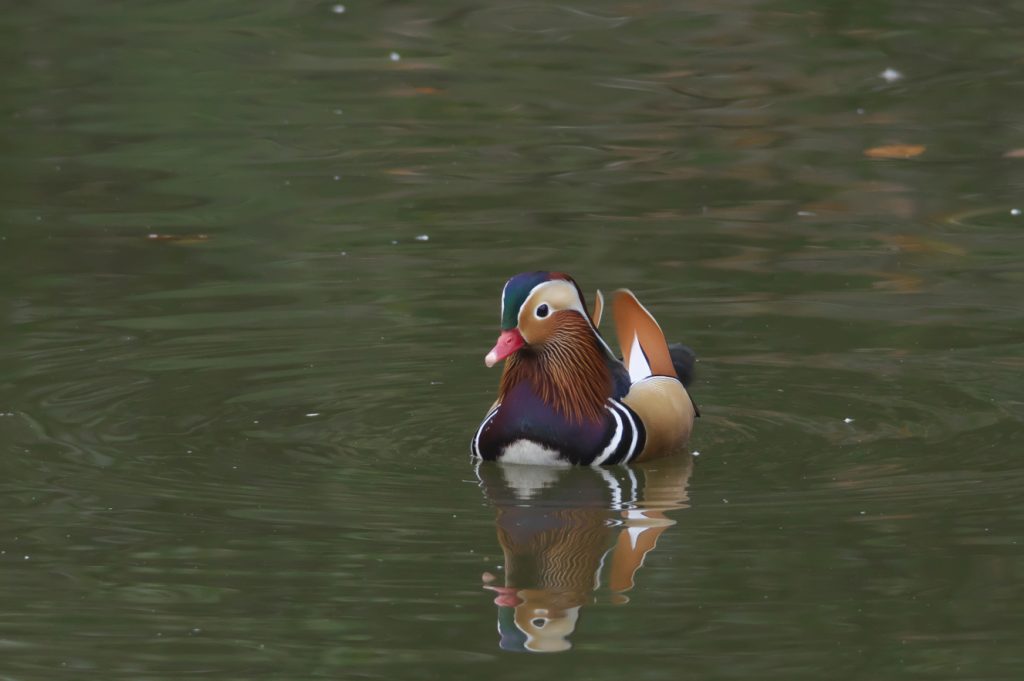 imgp6398