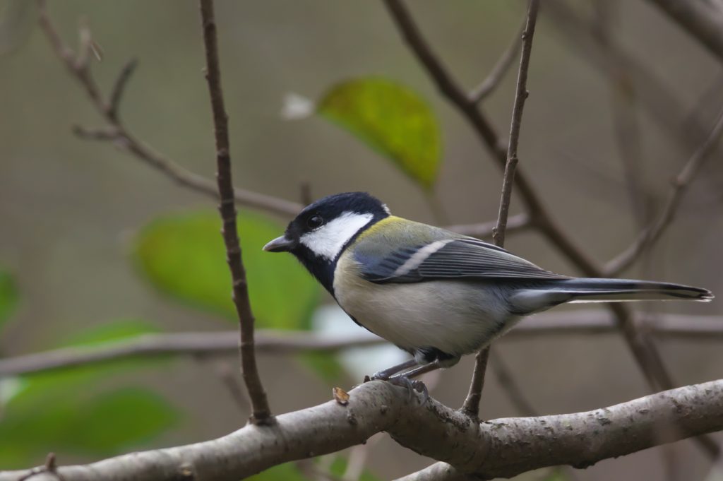 imgp6547