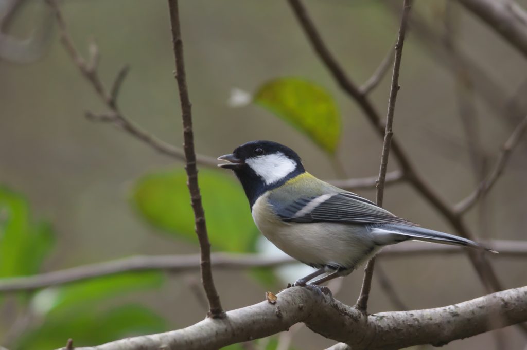 imgp6551