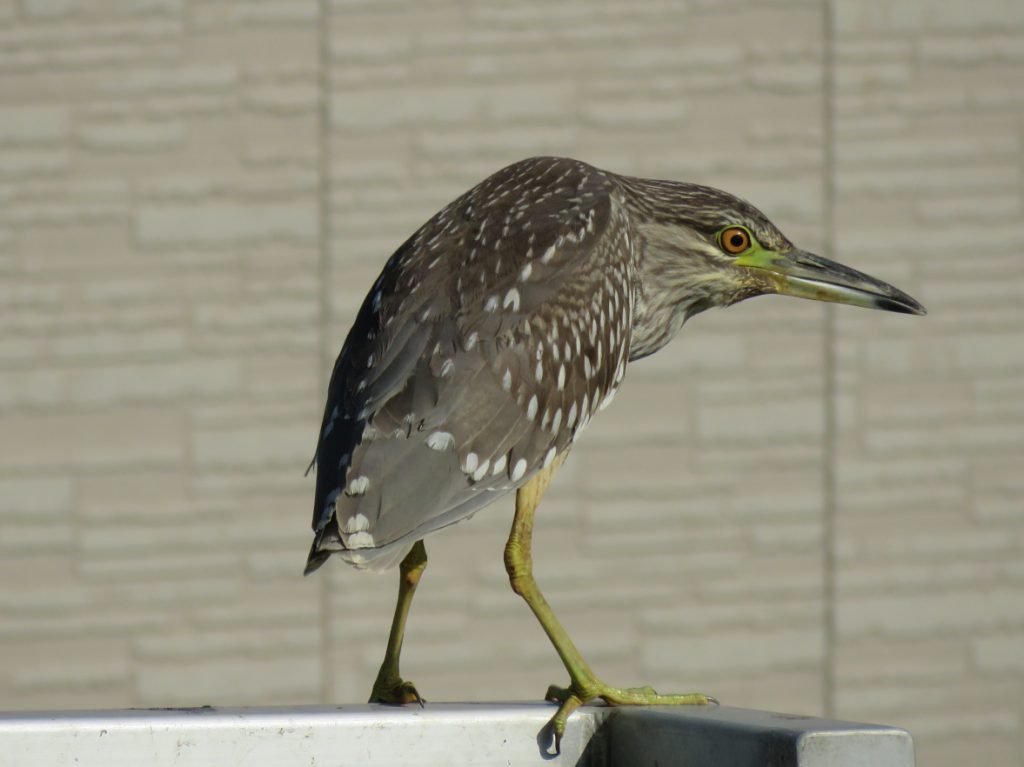 img_0842