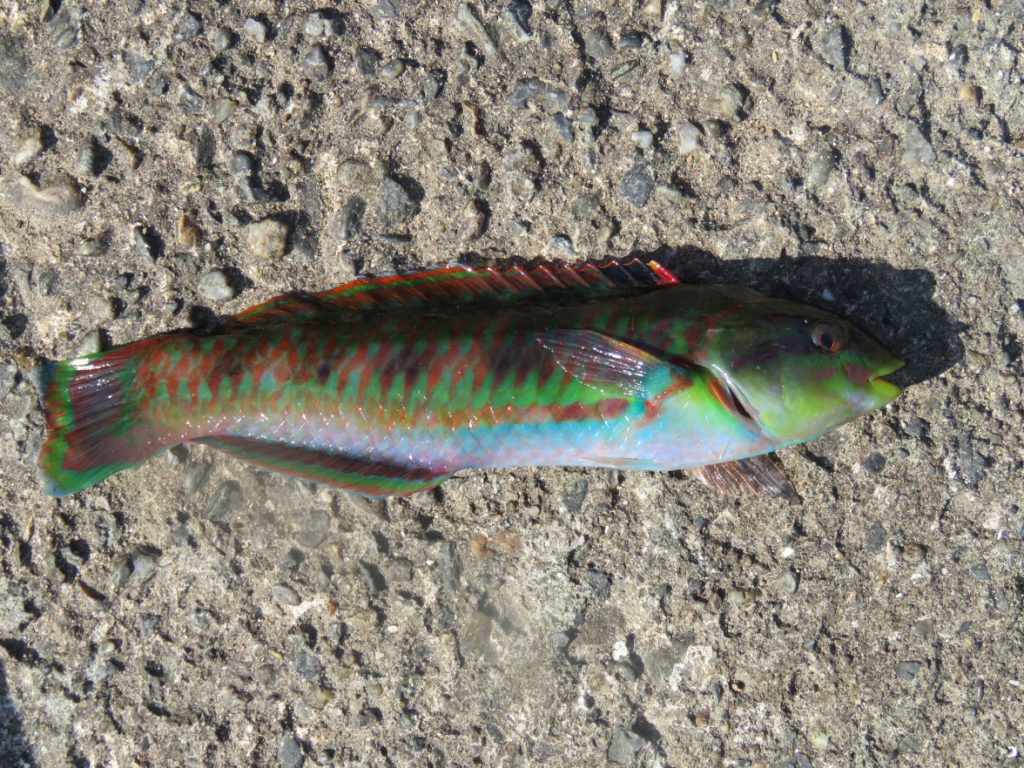 img_1115