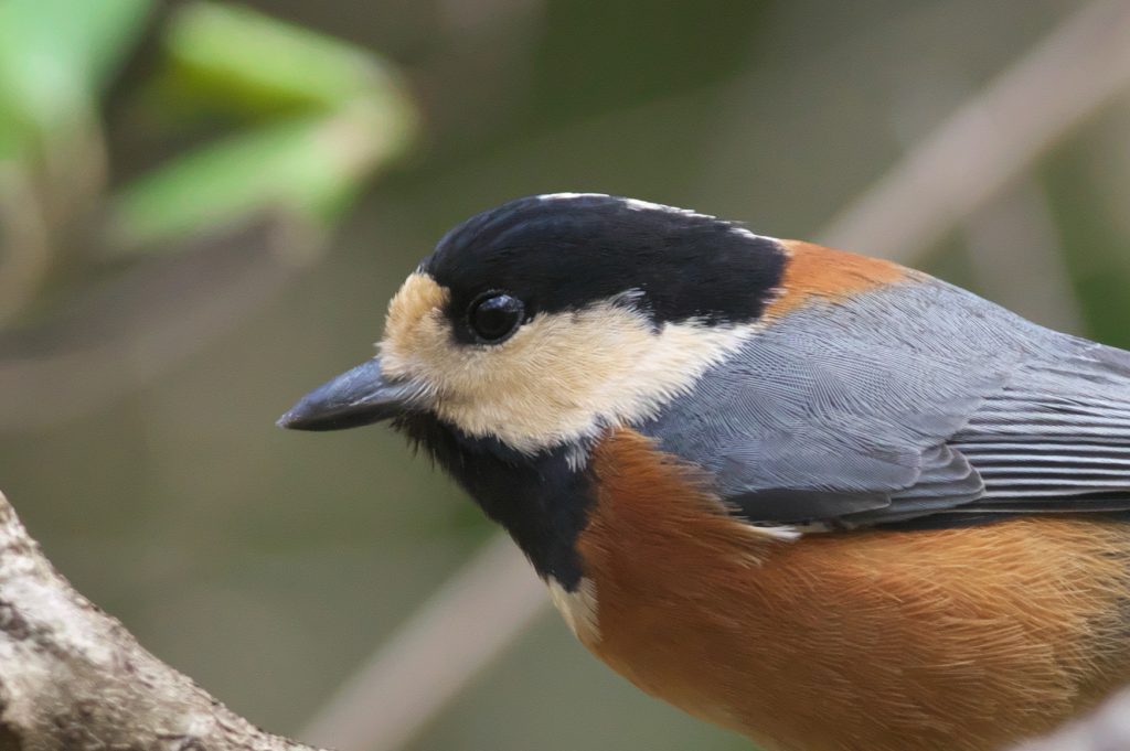 imgp7315
