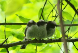 ５月９日　房総のむら、田んぼ