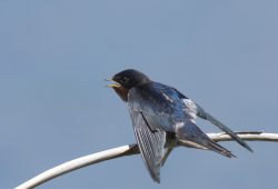 ６月１２日　手賀沼ポタ