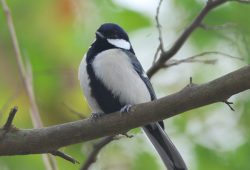 １１月１３日　印旛、手賀