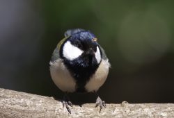 ２月１８日　房総のむら