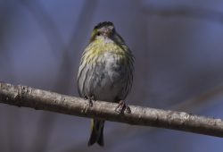 ２０１８年４月２９日　日光