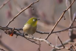 ２０１８年１２月１０日　白井