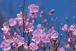 ２０２１年４月２１日　赤城山周辺