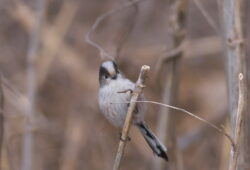 ２０２５年１２月