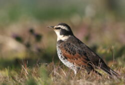 ２０２６年１月